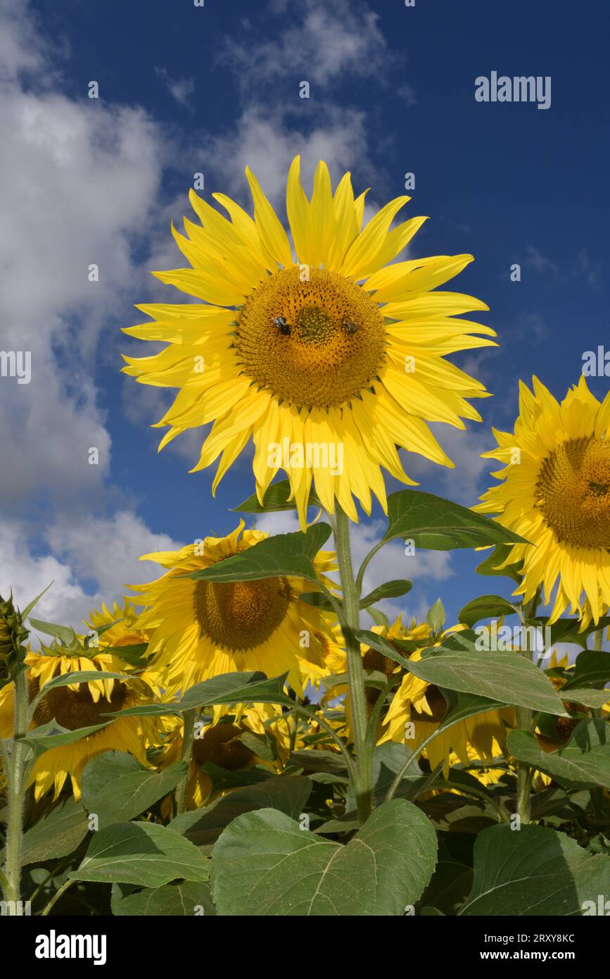 Sonnenblume - Helianthus annuus Stockfoto