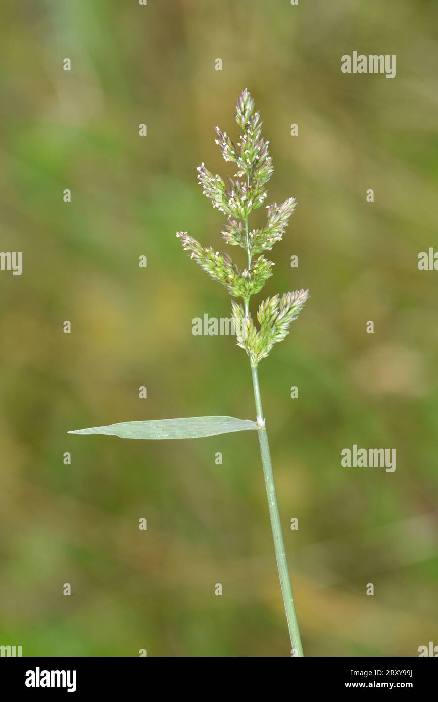Wasserbeugung - Polypogon viridis Stockfoto