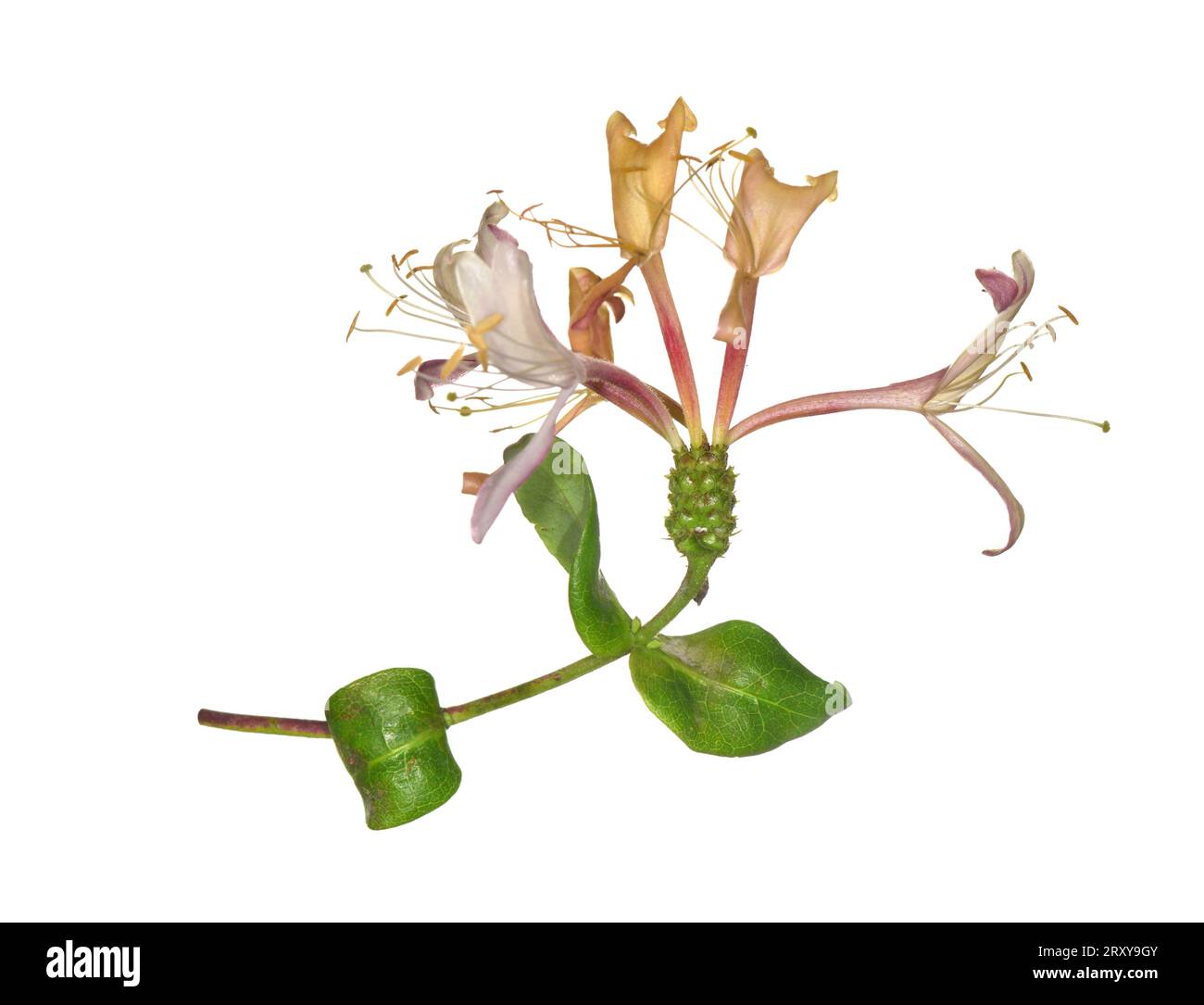 Gartenhingucker - Lonicera x italica Stockfoto