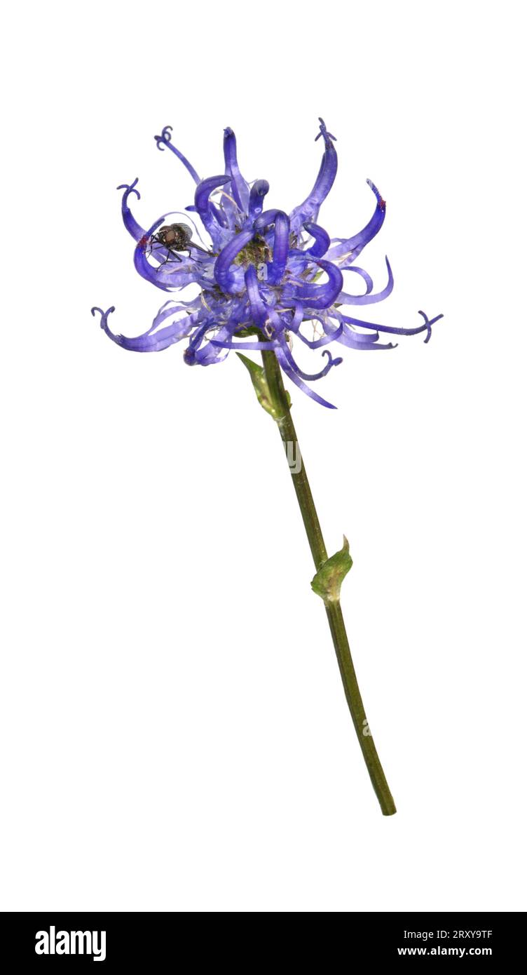 Runder Rampion - Phyteuma orbiculare Stockfoto