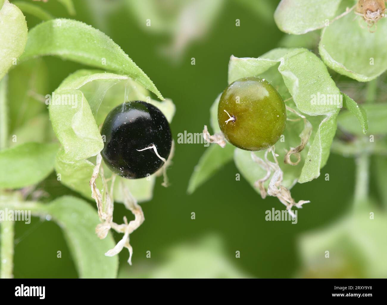 Beere Catchfly - Silene Baccifera Stockfoto