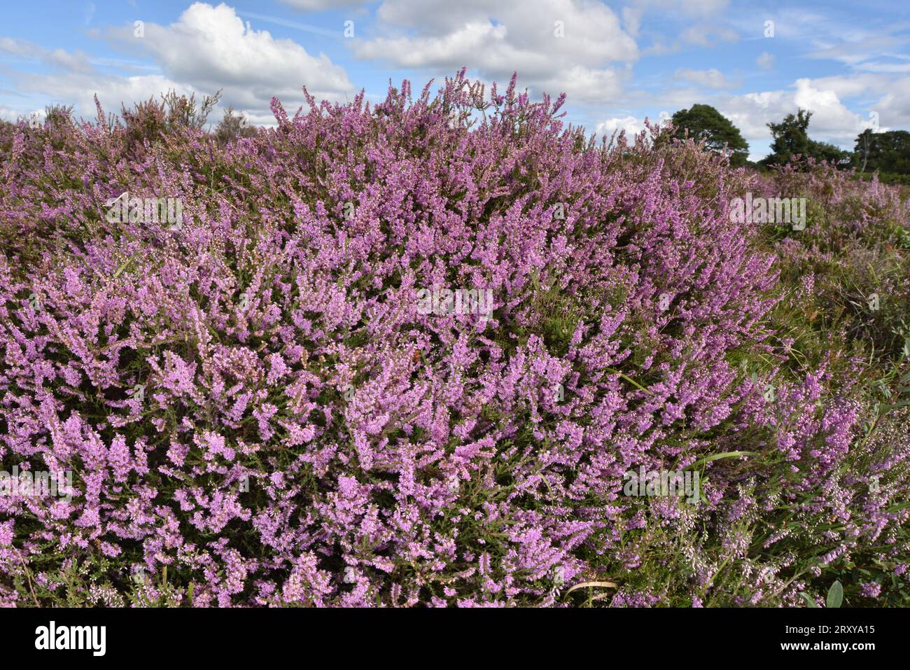 Heidekraut Calluna vulgaris Stockfoto
