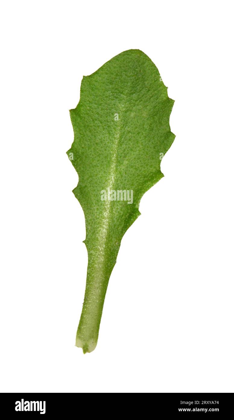 Alpine Rock-Cress - Arabis alpina Stockfoto