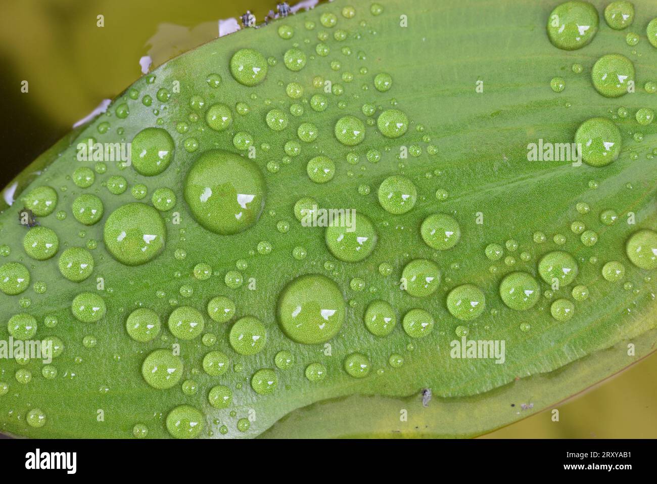 Breitblättriges Seeteufel; Potamogeton natans; Stockfoto