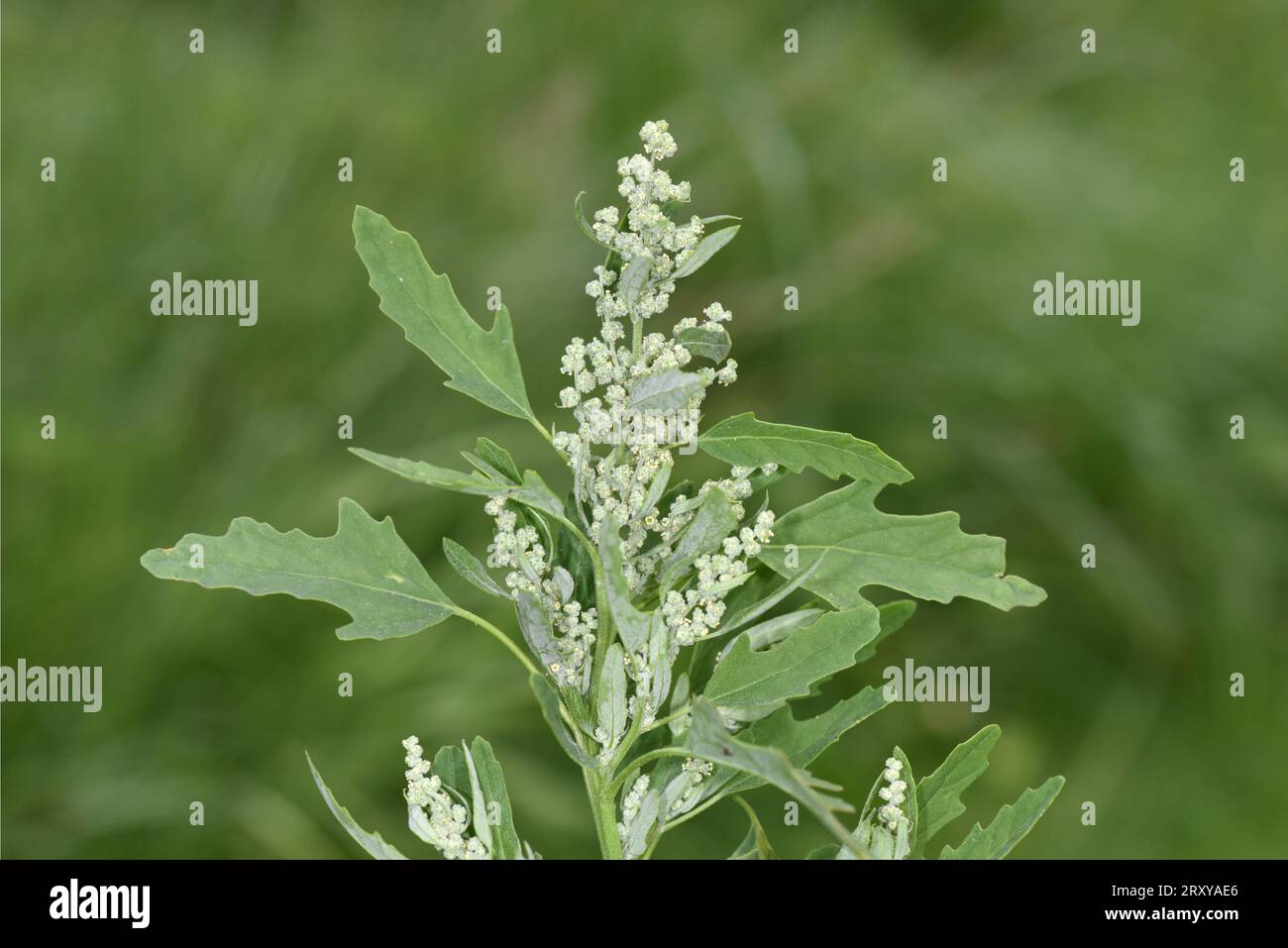 Feigenblättriger Gänsefuß - Chenopodium ficifolium Stockfoto