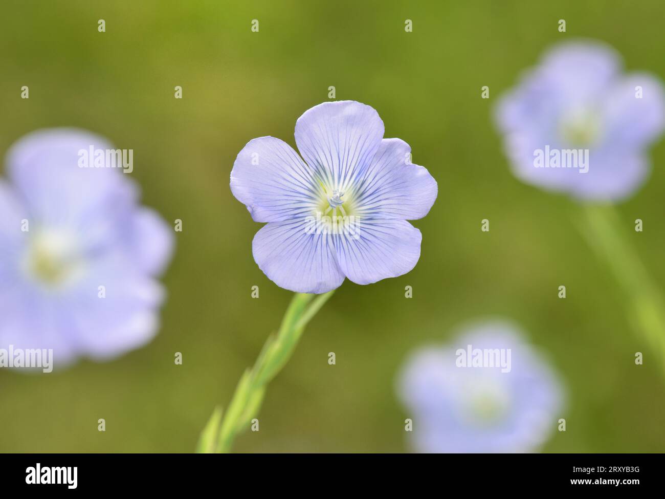 Flachs - Linum usitatissimum Stockfoto