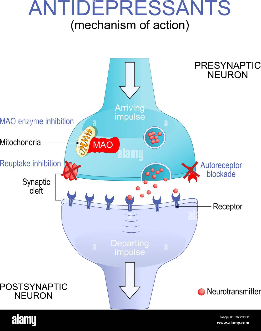 Antidepressivatherapie zur Depressionsbehandlung. Wirkmechanismus. Nahaufnahme einer synaptischen Spalte. Neuronen mit Mitochondrien, Rezeptoren und Neurotran Stock Vektor