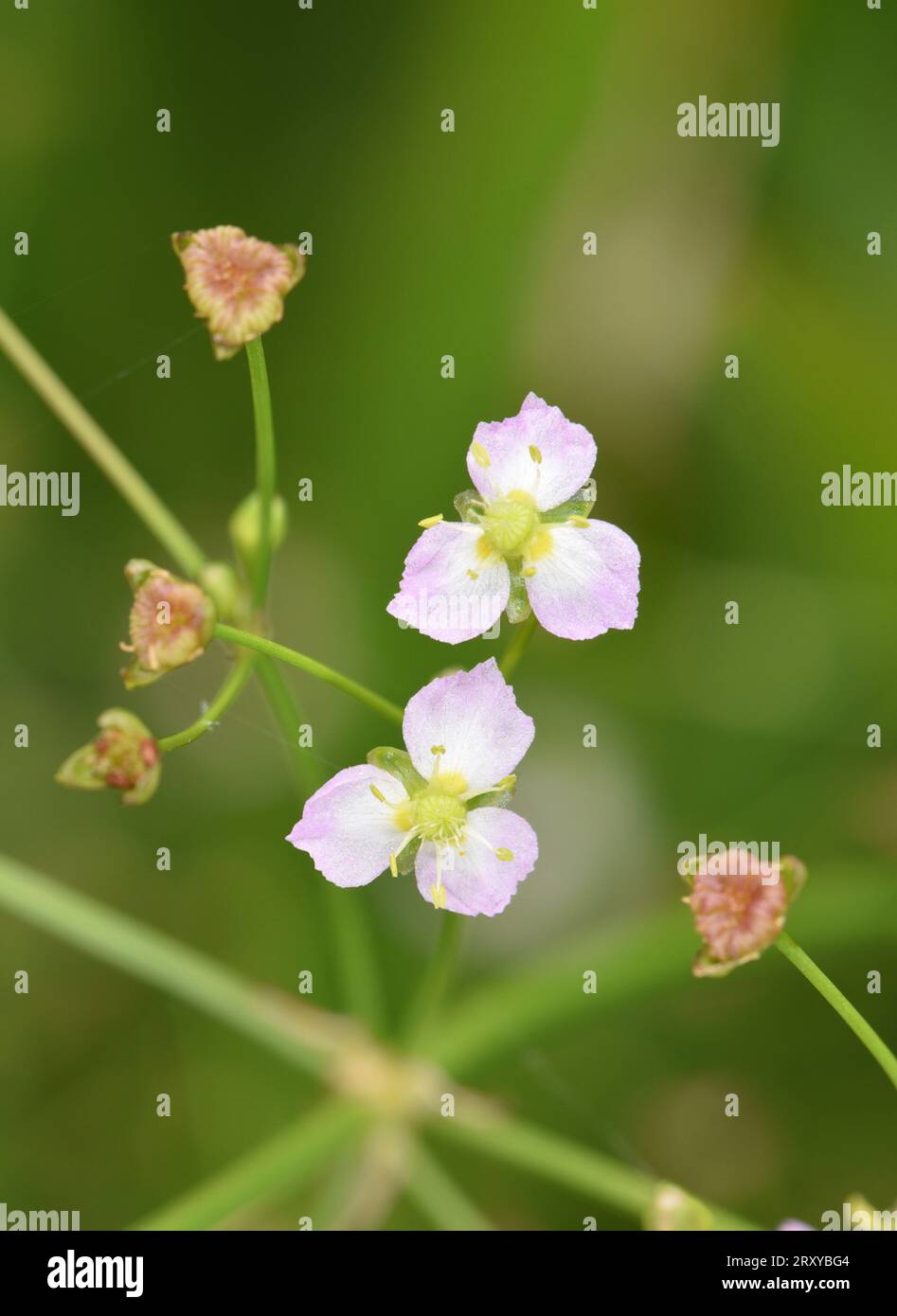 Schmalblättrige Wasserplantain - Alisma lanceolatum Stockfoto