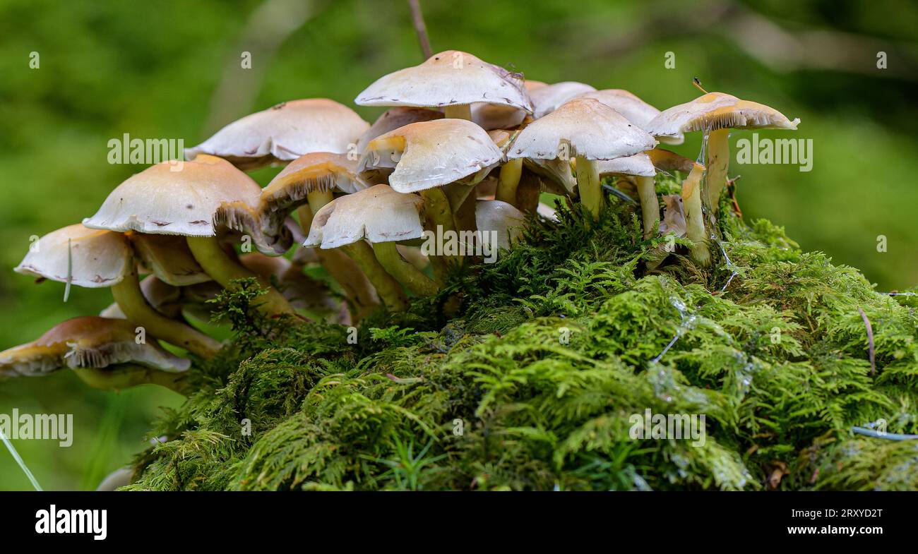 Makro der Pilzgruppe Stockfoto