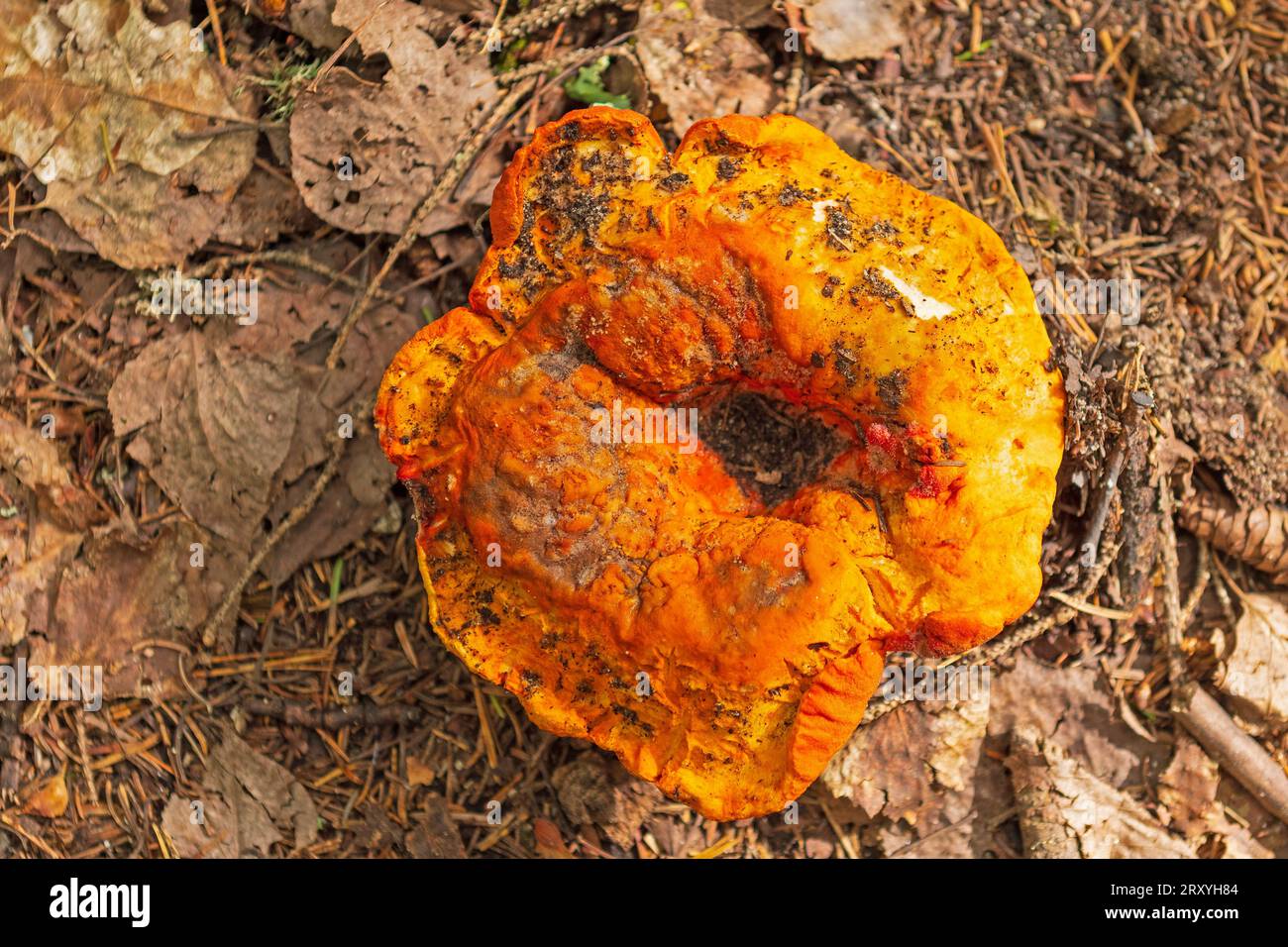 Sehr orangefarbener Pilz trocknet im Wald im Voyageurs-Nationalpark in Minnesota aus Stockfoto
