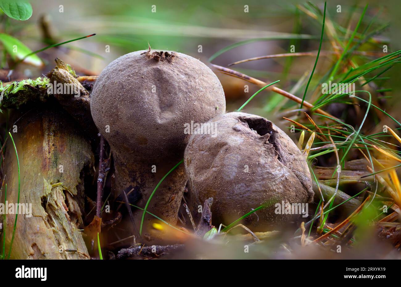 Papageientaucher (Lycoperdon perlatum) aus Sande (Vestfold & Telemark), Norwegen im September. Stockfoto