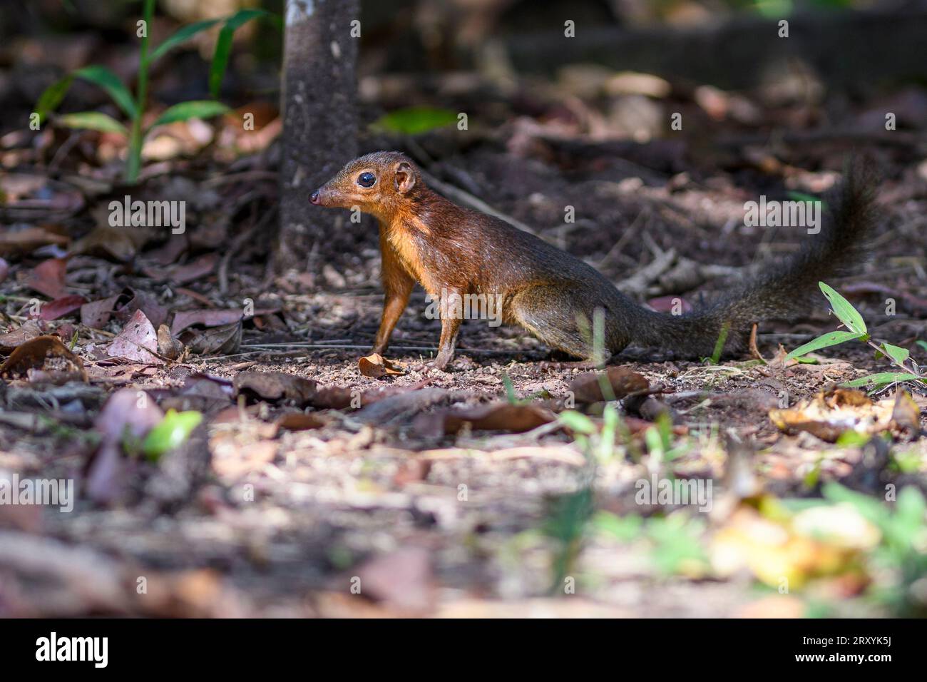Langfüßige Baumwipfel (Tupaia longipes) aus dem Tanjung Puting Nationalpark, Kalimantan, Borneo, Indonesien. Stockfoto