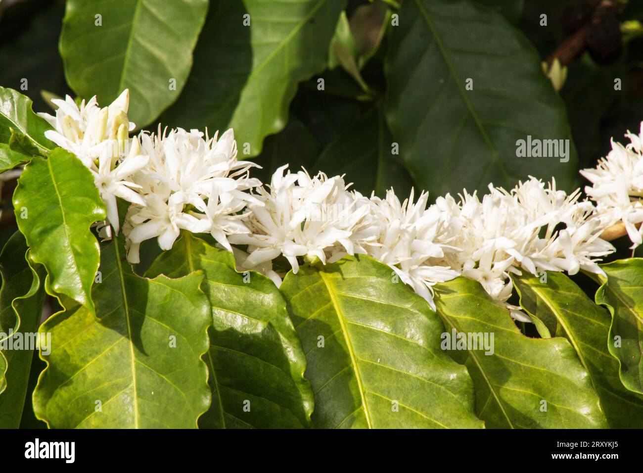 Blumen auf Kaffeebaumplantagen Stockfoto