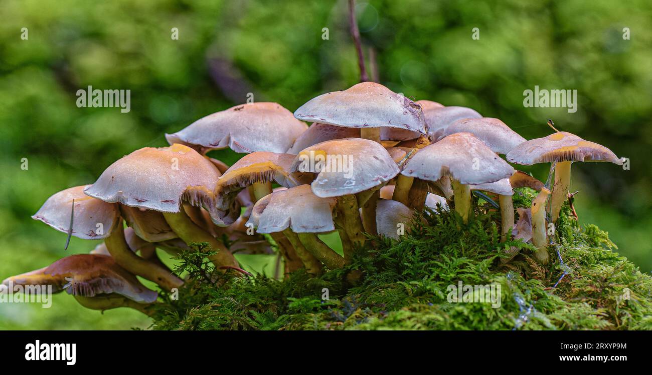 Makro der Pilzgruppe Stockfoto