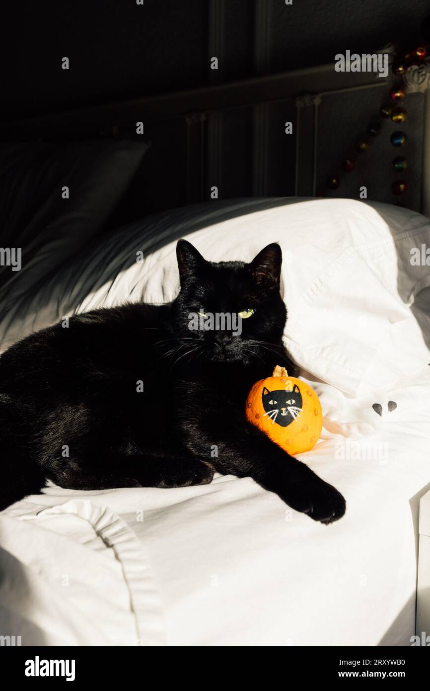 Schwarze Katze kuschelnder Mini-oranger Kürbis mit lackiertem schwarzem Katzengesicht Stockfoto