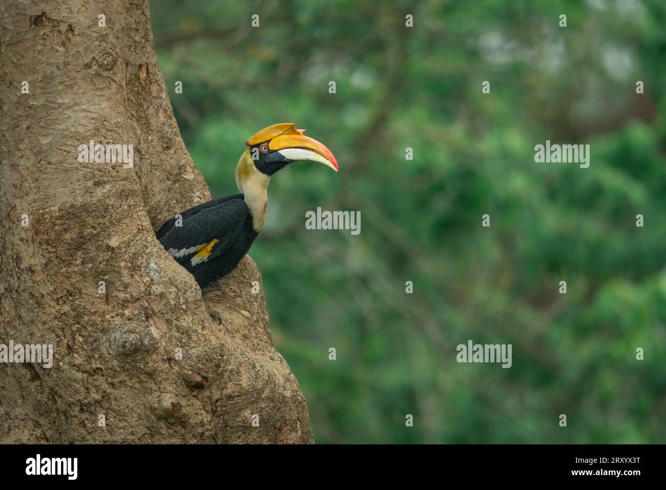 Eine große Hainnchnerin, die sich in einer Nisthöhle im Kaziranga National Park in Assam, Indien, befindet Stockfoto
