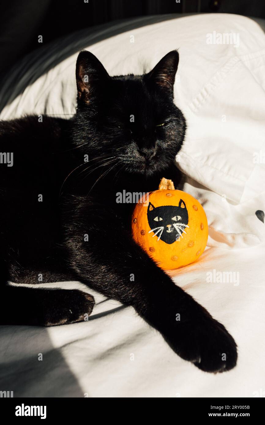 Schwarze Katze kuschelnder Mini-oranger Kürbis mit lackiertem schwarzem Katzengesicht Stockfoto