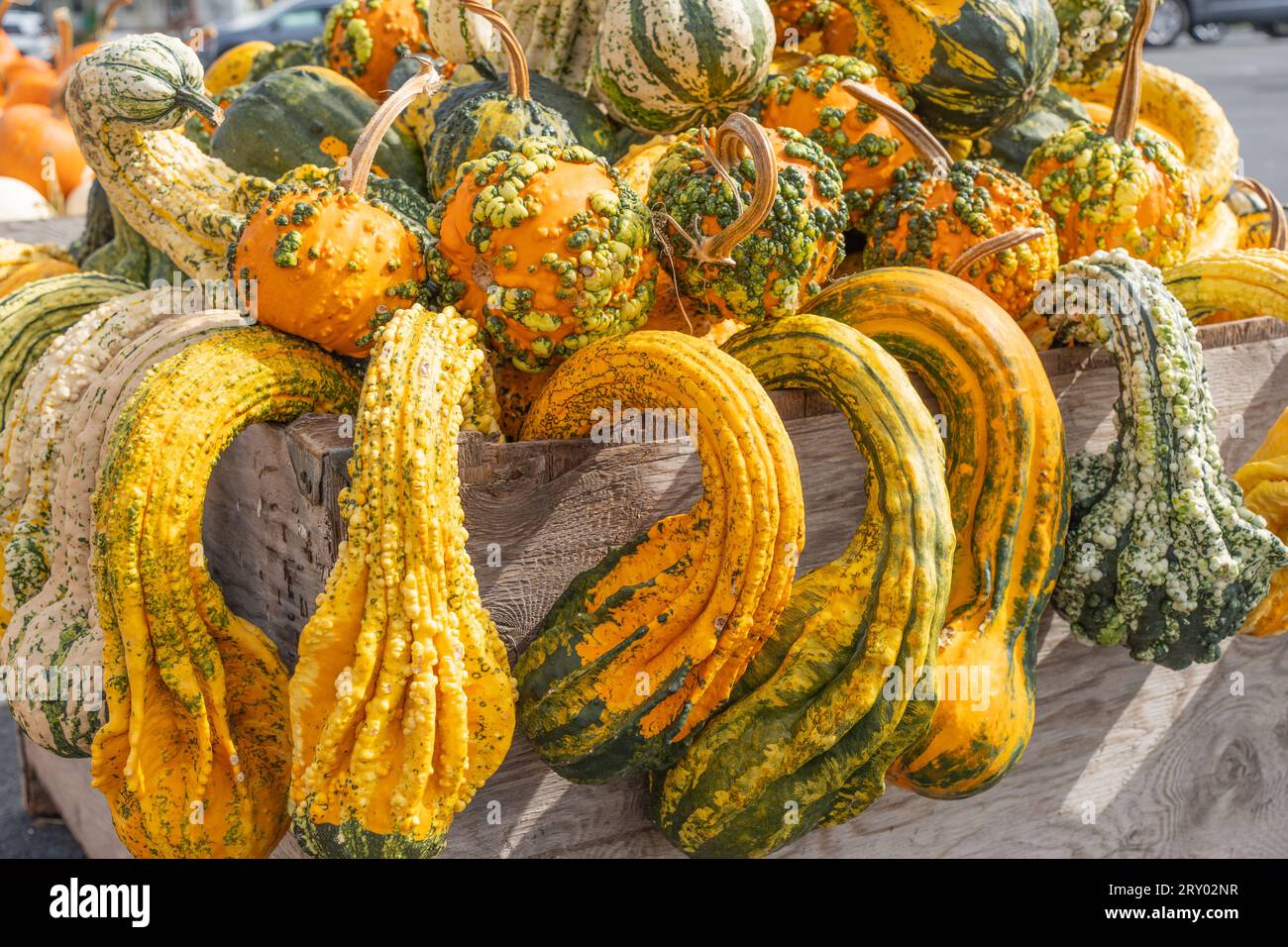 Bunte Jumbo-Kürbisse zum Verkauf im Berks County, Pa. Obstgarten bereit für den Herbsturlaub. Stockfoto