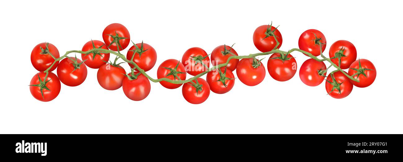 Zweig mit frischen Reifen Kirschtomaten auf weißem Hintergrund, Bannerdesign Stockfoto