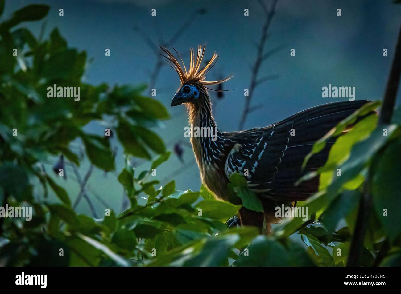 Nahaufnahme des Hoatzin-Regenwaldvogels in der Nacht, versteckt im Baum mit Hintergrundbeleuchtung Stockfoto