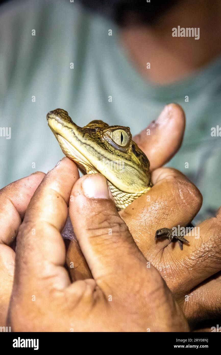 Baby-Kaiman-Reptilien halten nachts von der Dschungel-Tour durch den amazonas Stockfoto