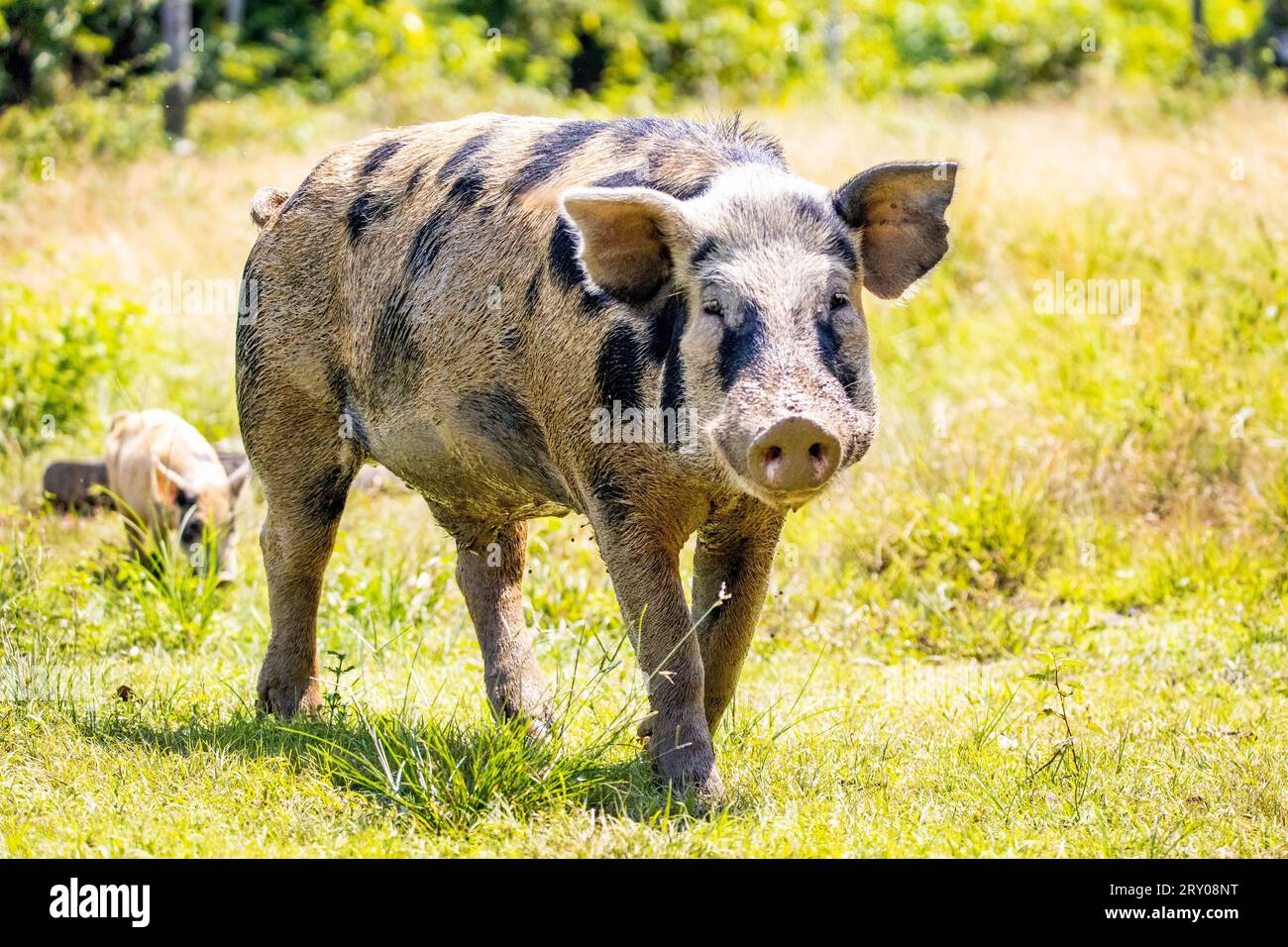 Ausgewachsenes Wildschwein und Ferkel auf Bauernland Sommergras aus nächster Nähe Stockfoto