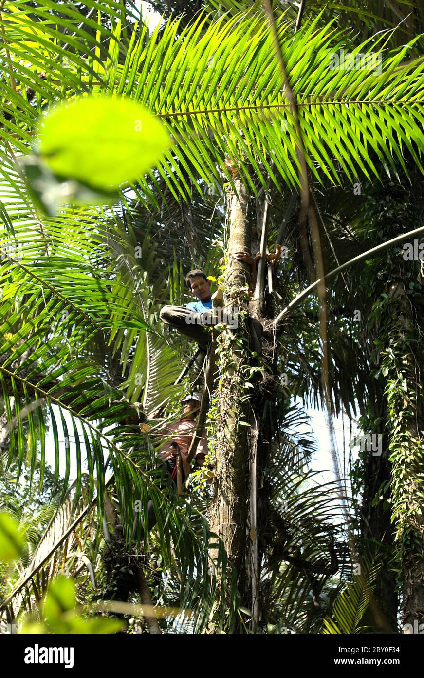 Ein Ranger baut eine Baumplattform für die Überwachung von Wildtieren im Ujung Kulon National Park, Pandeglang, Banten, Indonesien. Ein gut bewirtschafteter Nationalpark verfügt über eine kompetente und angemessene Strategie, um den Verlust der biologischen Vielfalt und den Klimawandel zu verhindern und die lokale Gesellschaft zu verbessern, während gleichzeitig das wesentliche Funktionieren des Ökosystems, von dem die Menschheit weltweit abhängig ist, erhalten bleibt, so Wissenschaftler. "Große Gebiete von Nationalparks wurden jedoch unter strengen Schutz gestellt, um die Erhaltung der biologischen Vielfalt und die Integrität der Ökosysteme zu gewährleisten, was den Gemeinden den Zugang zu Land und natürlichen Ressourcen verwehrt. Stockfoto