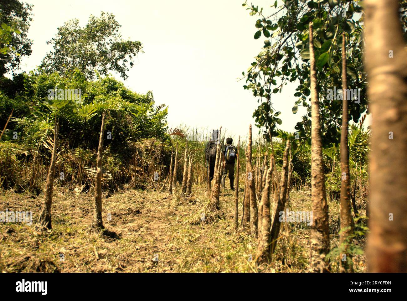 Gigantische Wurzeln der Sonneratia-Pflanze, einer der Mangrovenbäume, die in der Küstenlandschaft des Ujung Kulon-Nationalparks in Pandeglang, Banten, Indonesien, wachsen. Ein gut bewirtschafteter Nationalpark verfügt über eine kompetente und angemessene Strategie, um den Verlust der biologischen Vielfalt und den Klimawandel zu verhindern und die lokale Gesellschaft zu verbessern, während gleichzeitig das wesentliche Funktionieren des Ökosystems, von dem die Menschheit weltweit abhängig ist, erhalten bleibt, so Wissenschaftler. "Große Gebiete von Nationalparks wurden jedoch unter strengen Schutz gestellt, um die Artenvielfalt und die Ökosystemintegrität zu schützen, was den Gemeinden... Stockfoto