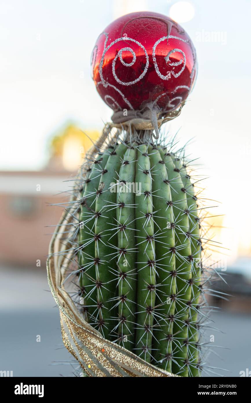 Ein kleiner Kakteen am Straßenrand, verziert mit einem roten Weihnachtsbaumschmuck und Goldband, San Carlos, Sonora, Mexiko. Stockfoto