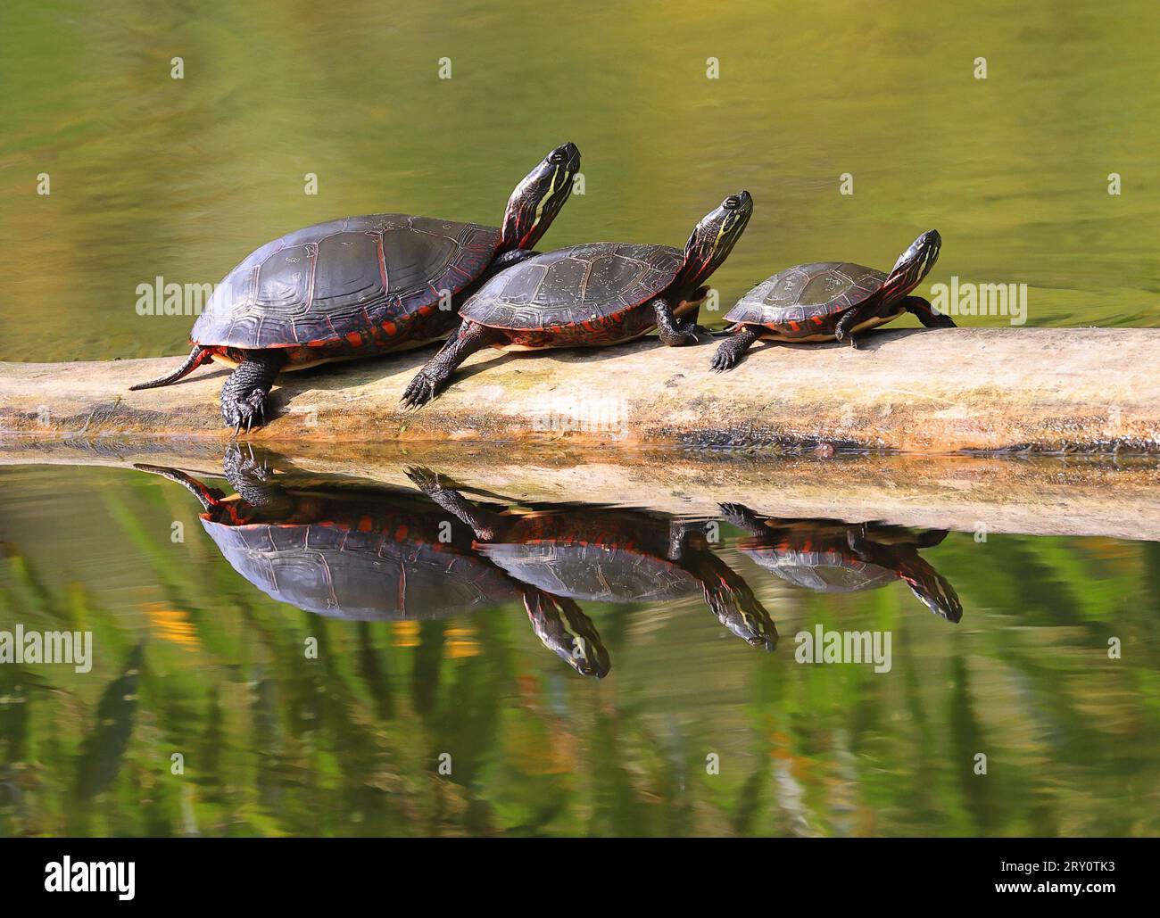 Gemalte Schildkröten (Chrysemys picta marginata) mit ihrem Spiegelbild im Wasser, Kanada Stockfoto