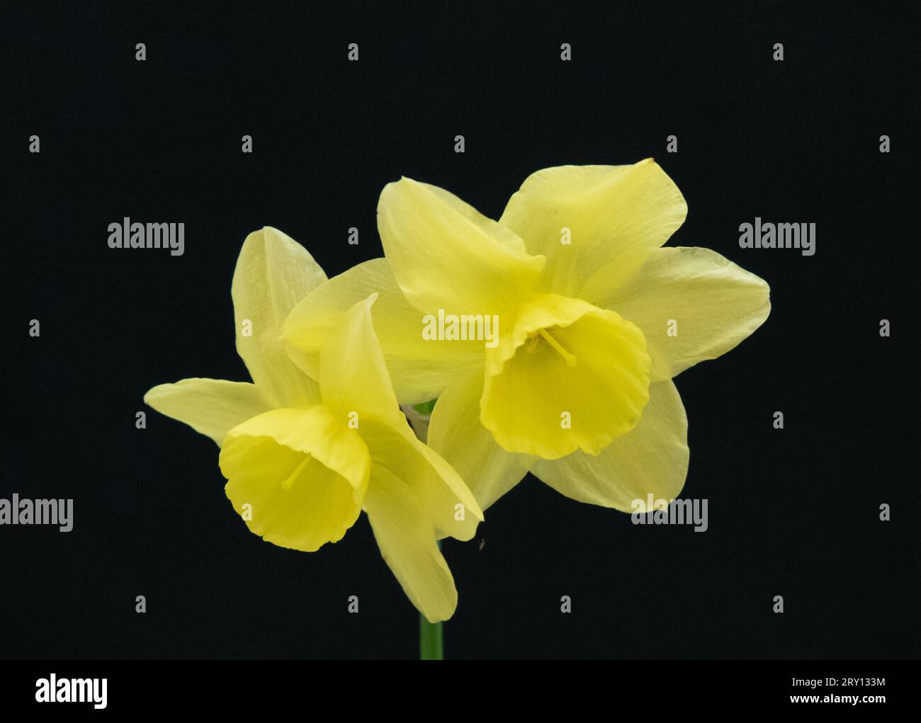 Narcissus Ruth Heller - Division 5 Stockfoto