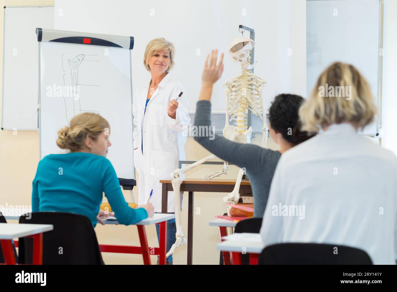 Untersuchungen zum Modell des Skelettsystems Stockfoto