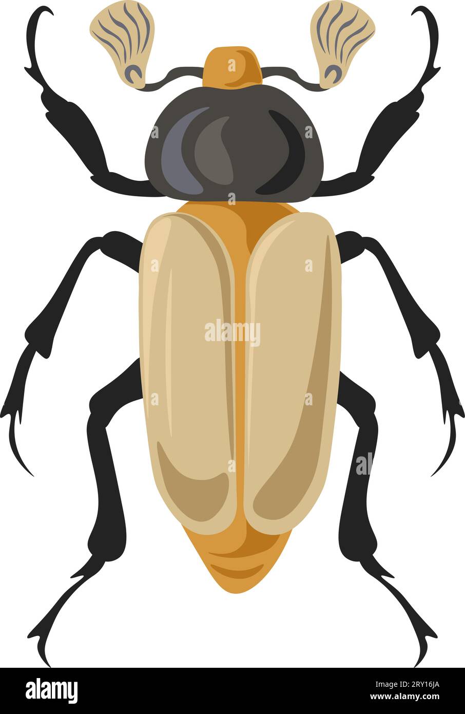 Bug Chrysina oder Juwelenskarabäen, Insektenvektor Stock Vektor