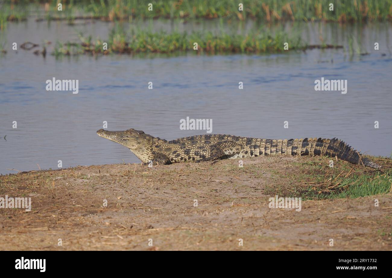 Das Nilkrokodil ist der Höhepunkt Stockfoto