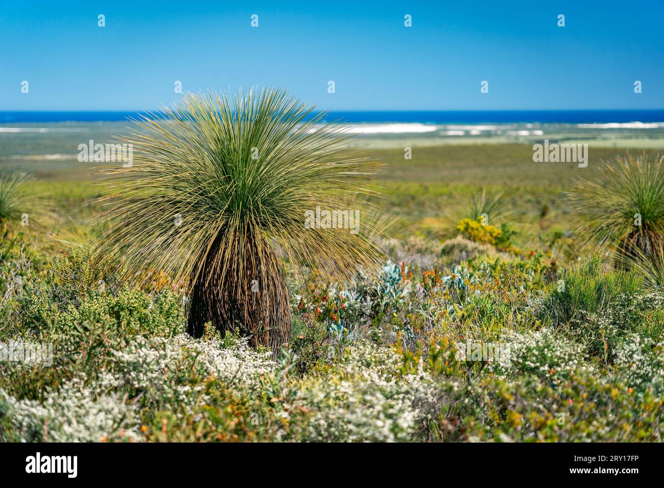 Xanthorrhoea platyphylla (Grass Tree) heimische Wildblumen im Lesueur National Park, WA, Australien Stockfoto