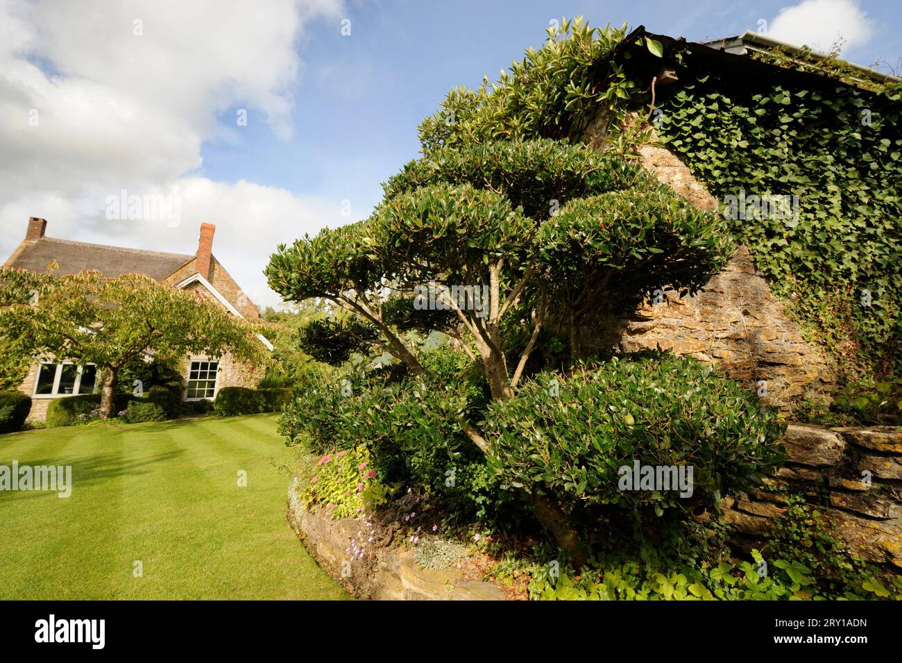 Dorset Cottage mit Topiary, Großbritannien. Stockfoto