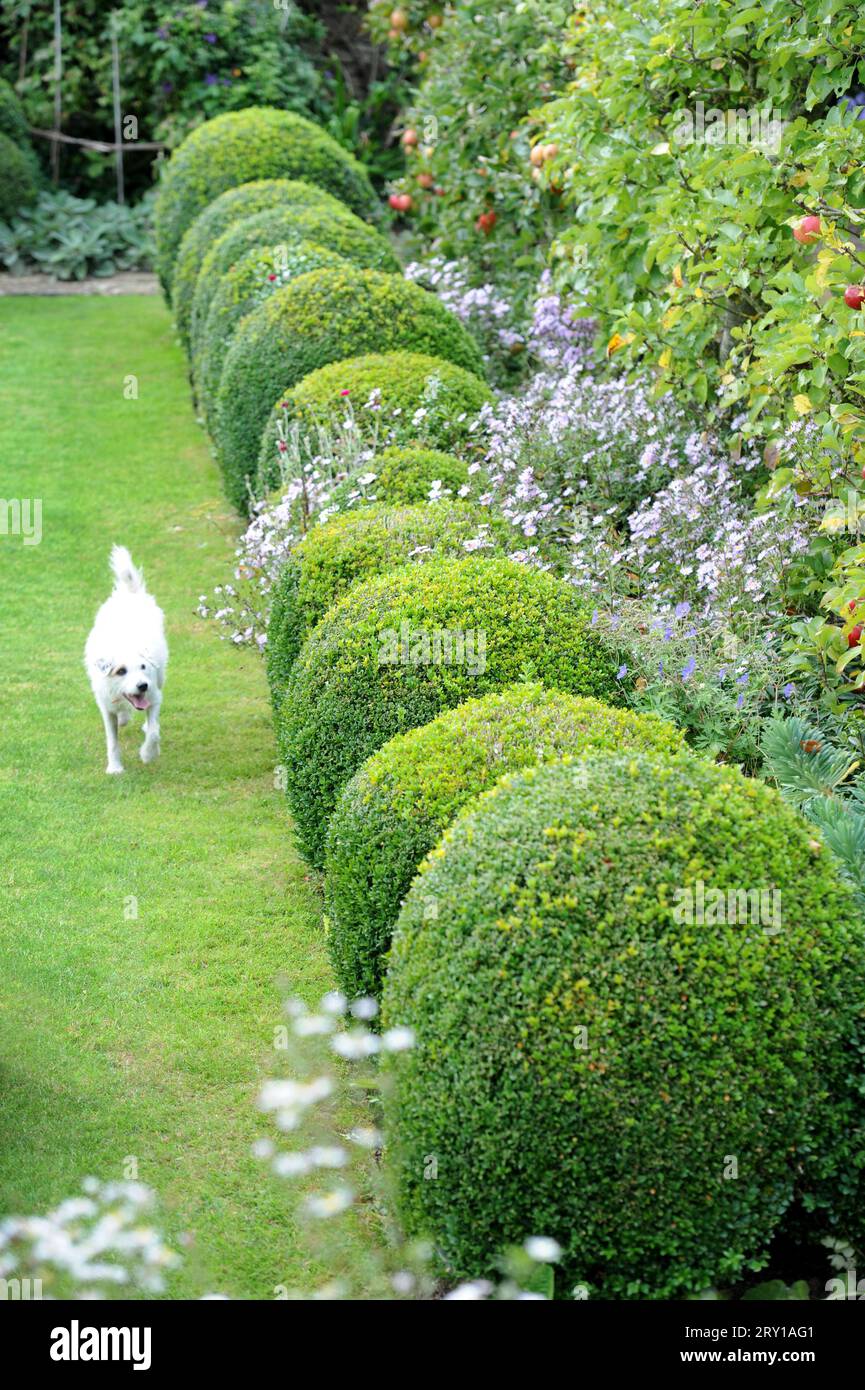 Skulpturenbüsche, umgeben von Aster grandiflorus (Christmas Daisies). Stockfoto