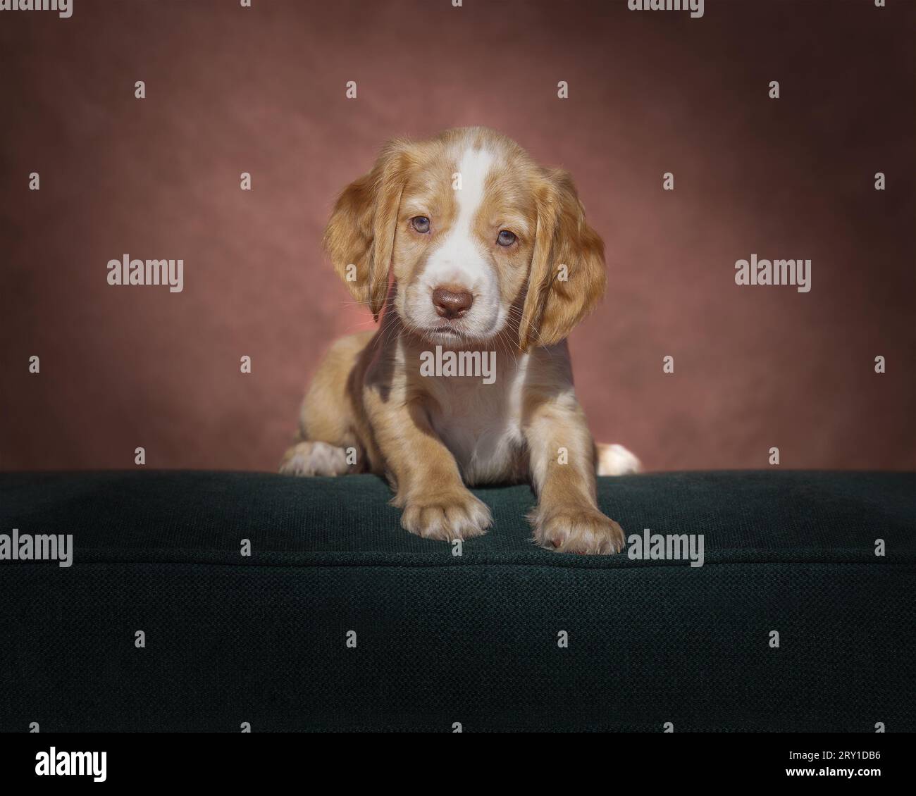 Hündchen-Cuteness Stockfoto