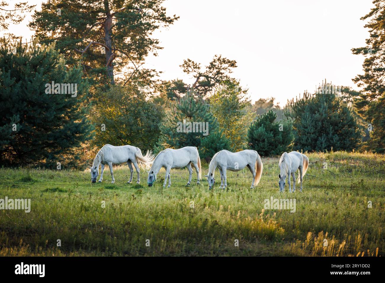 Herde weißer Pferde auf Weide im Wald. Stute weidet Gras im Freien Stockfoto