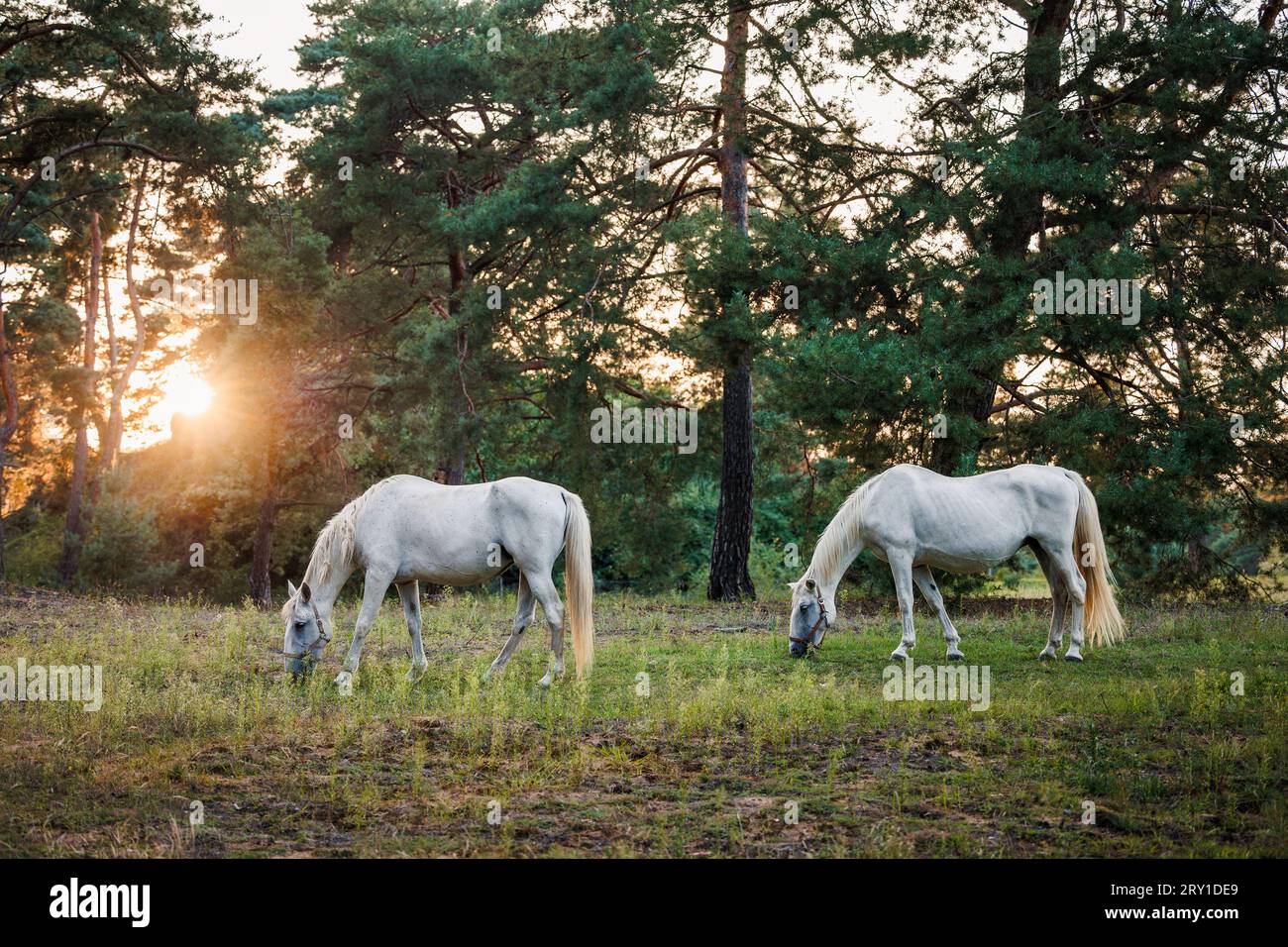 Herde von weißen Pferden auf Weide im Wald während des Sonnenuntergangs. Stute weidet Gras im Freien Stockfoto