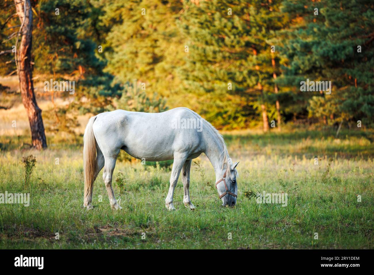 Weißes Pferd auf Weide im Wald. Stute weidet Gras im Freien Stockfoto