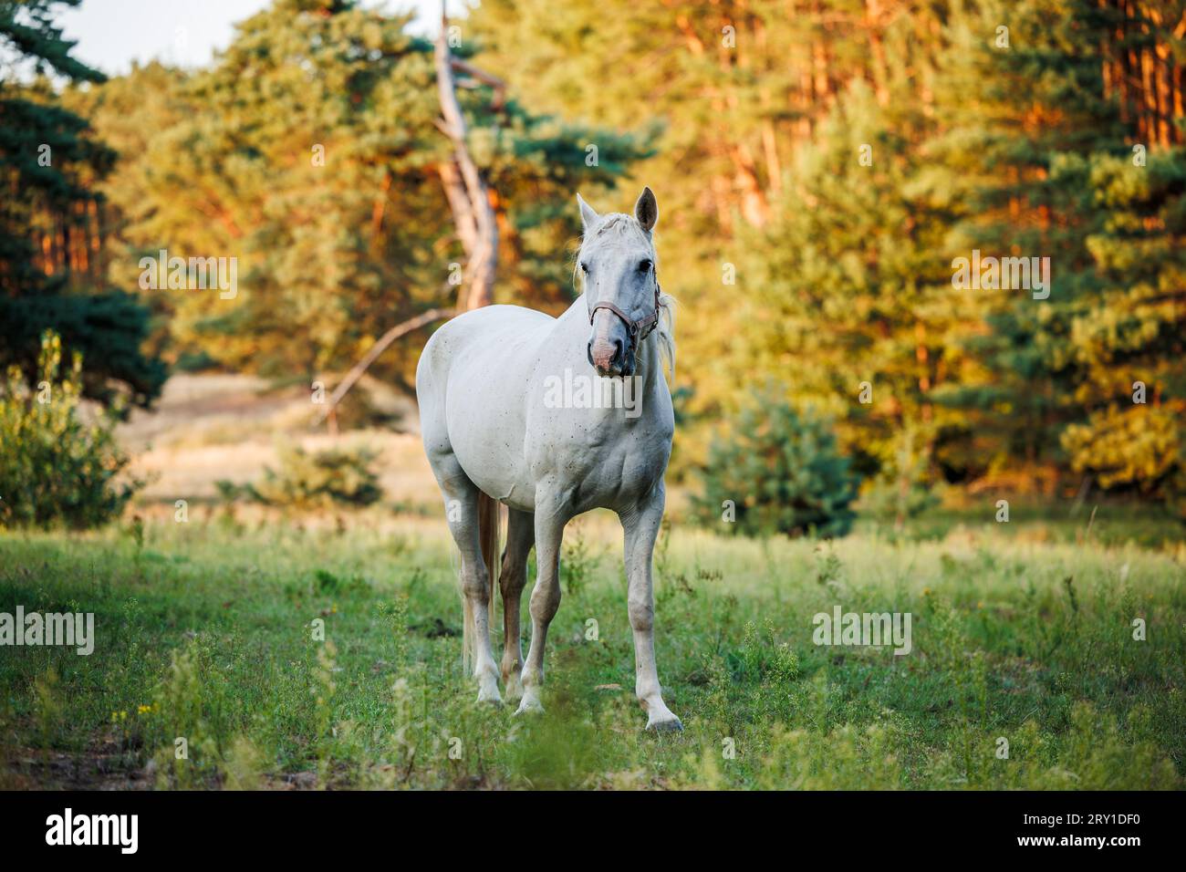 Weißes Pferd auf Weide im Wald Stockfoto