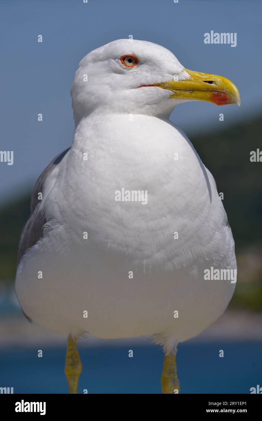 Porträt der Gelbbeinmöwe (Larus michahellis) in Italien Stockfoto