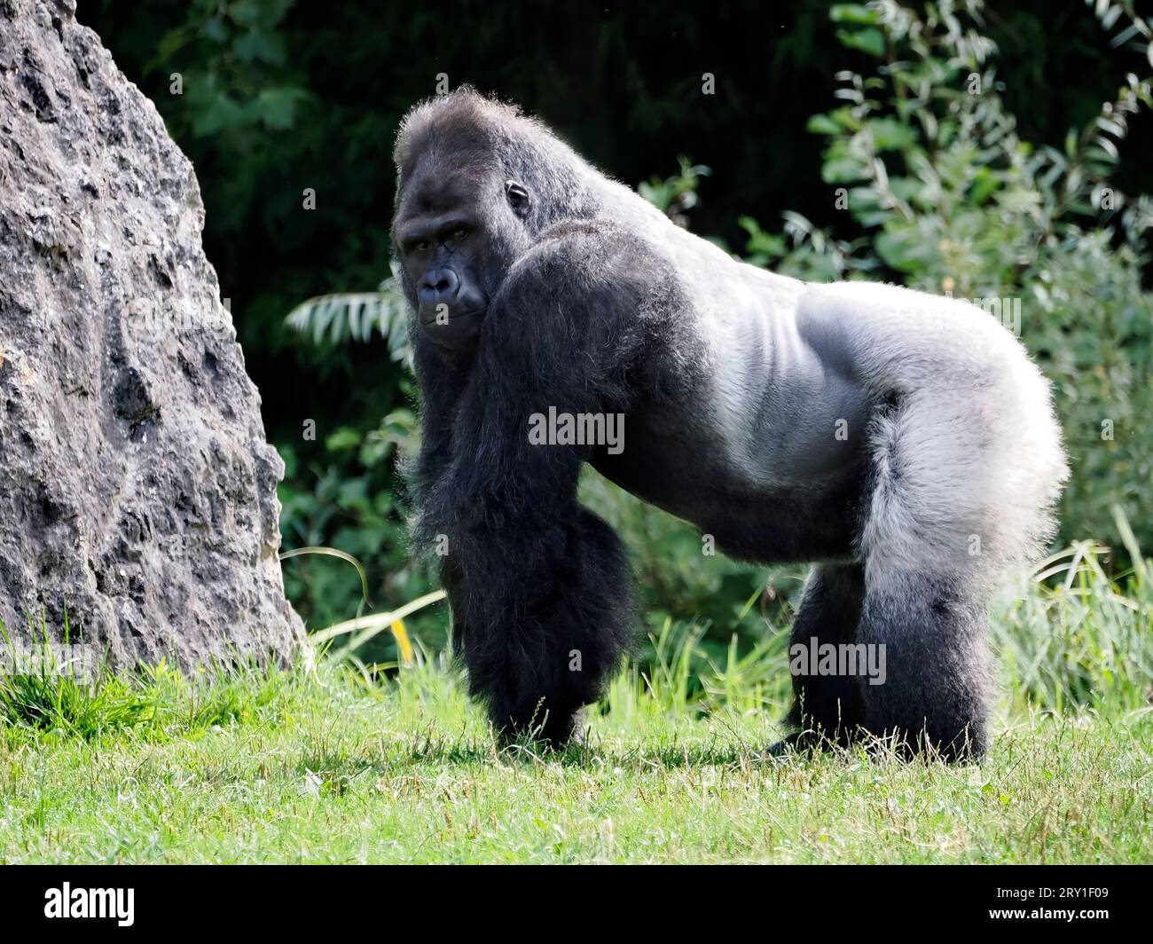 Männlicher Gorilla (Gorilla Gorilla), der auf Gras steht und vom Profil aus gesehen wird Stockfoto