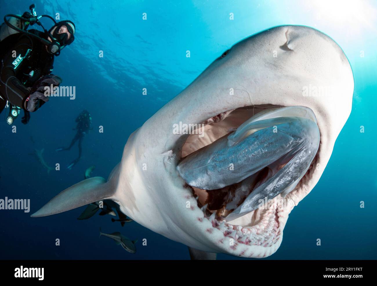 Einen vollen Mund. FLORIDA, USA: FURCHTERREGENDE BILDER von Bullenhaien, die ihren Mund um eine Taucherhand öffnen, wurden aufgenommen. Eine Abbildung zeigt die Sieben-FO Stockfoto