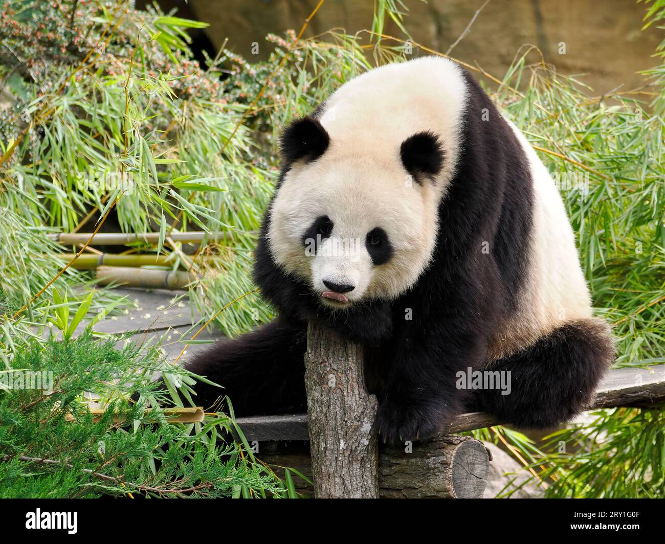 Der riesige Panda (Ailuropoda melanoleuca) schlief und sackte auf einem Felsen Stockfoto