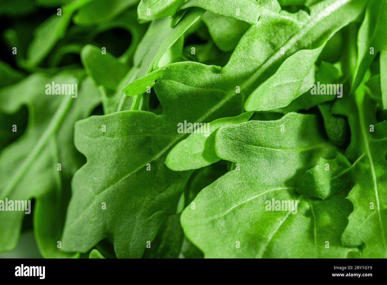 Frische grüne Rucola. Bio-Gartensalat, frische Blätter von Rucola und Spinat. Stockfoto
