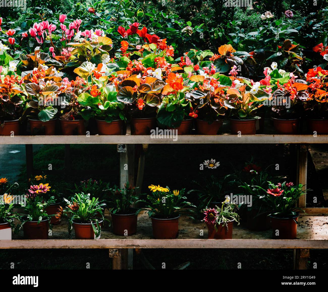 Wunderschöne frische blühende Blumen im Blumenladen: Pfingstrosen, Dahlien, Rosen, Hortensien auf dem Regal im Blumenkühlschrank Stockfoto