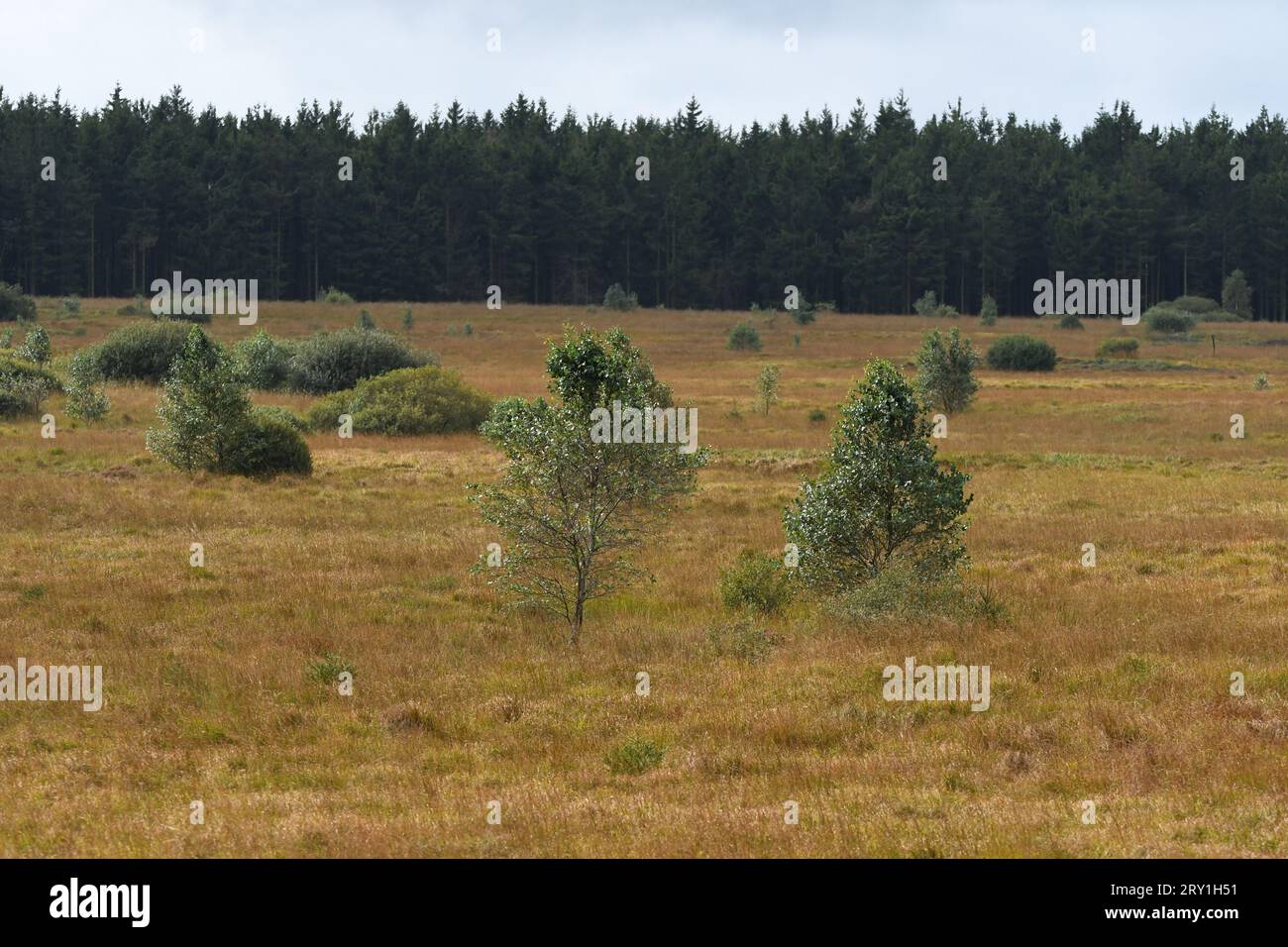 High Fens, Belgien Stockfoto