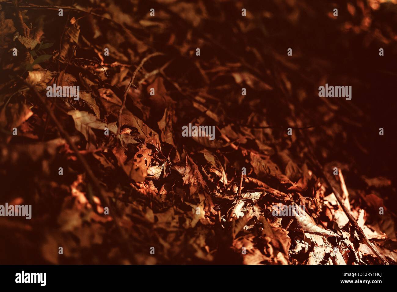 Herbstlaub auf Waldboden. Stockfoto